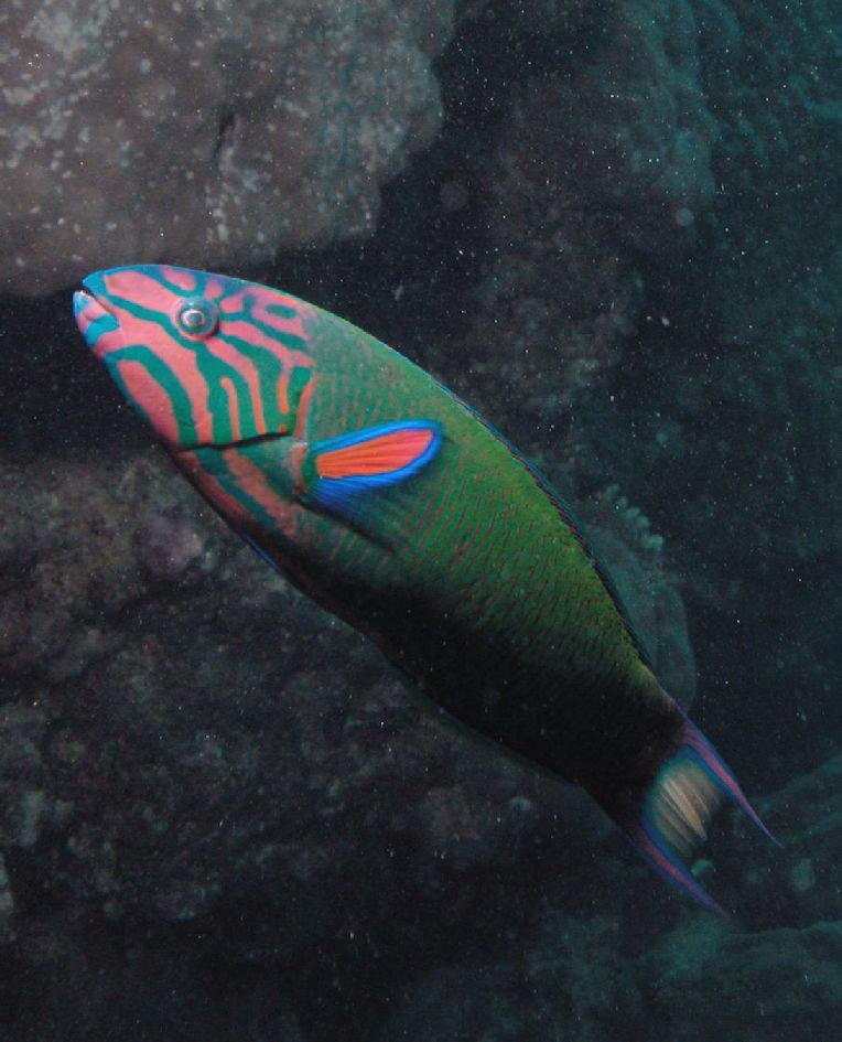 Thalassoma lunare (Donzella verde e blu)